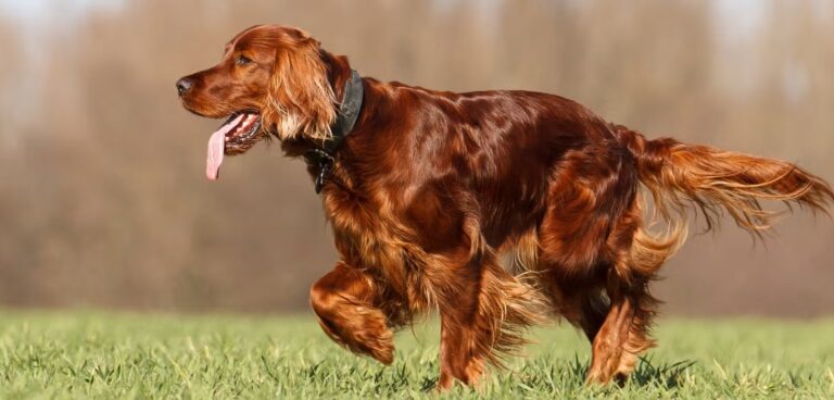 Best Female Hunting Dog Names