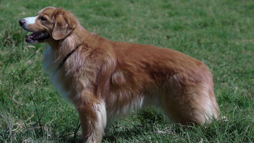 Nova Scotia Duck Tolling Retriever