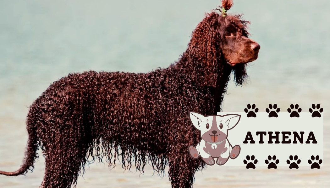 Irish Water Spaniel Dog