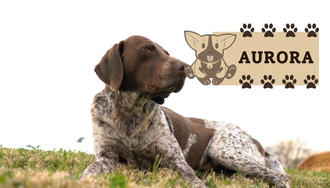 German Shorthaired Pointer