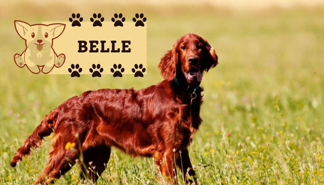 Irish Setter dog breed