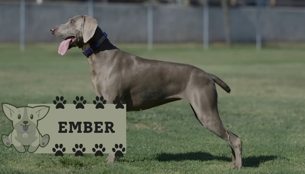 Weimaraners dog breed