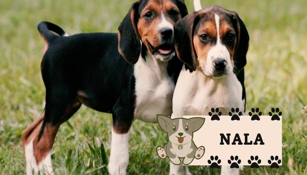 Treeing Walker Coonhound dog breed