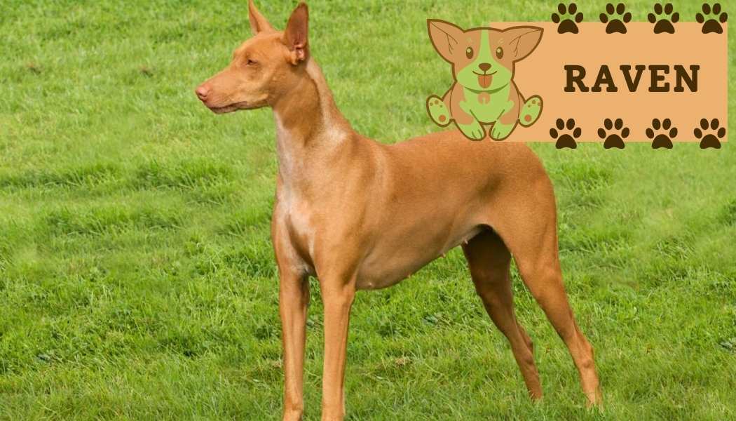 Pharaoh Hound