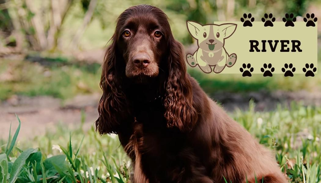 Boykin Spaniel dog breed