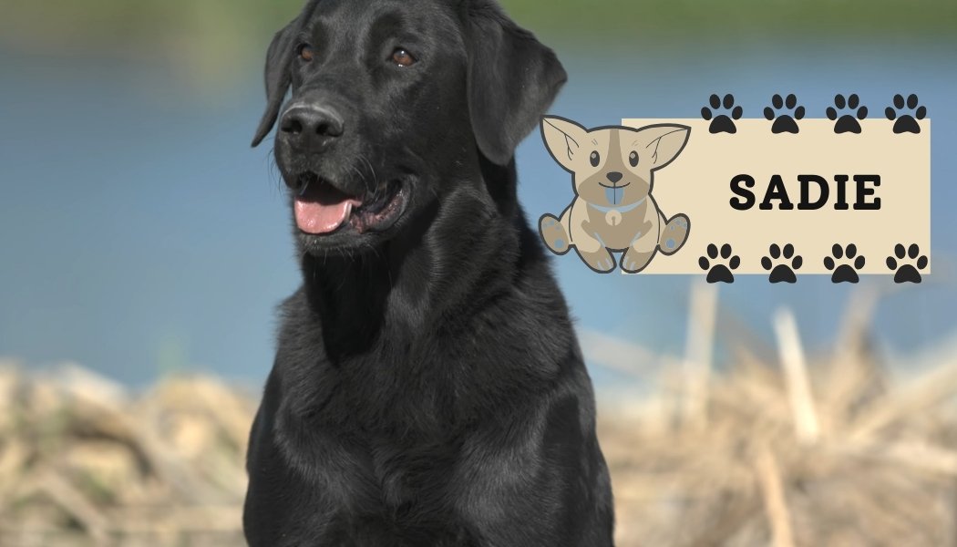 Labrador Retriever dog breed