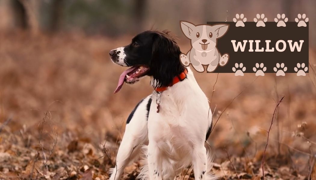 English Springer Spaniel