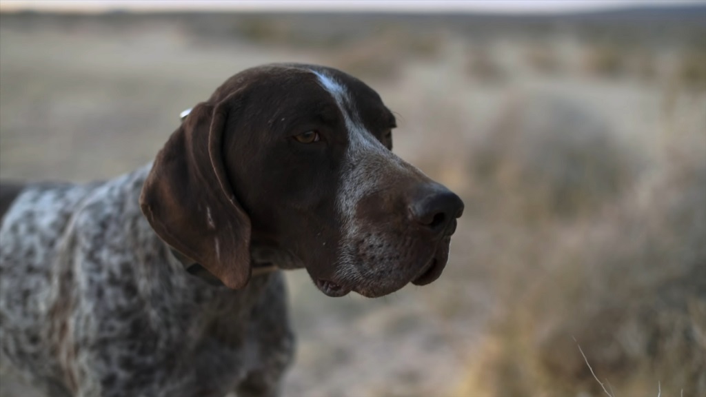 German Shorthaired Pointer