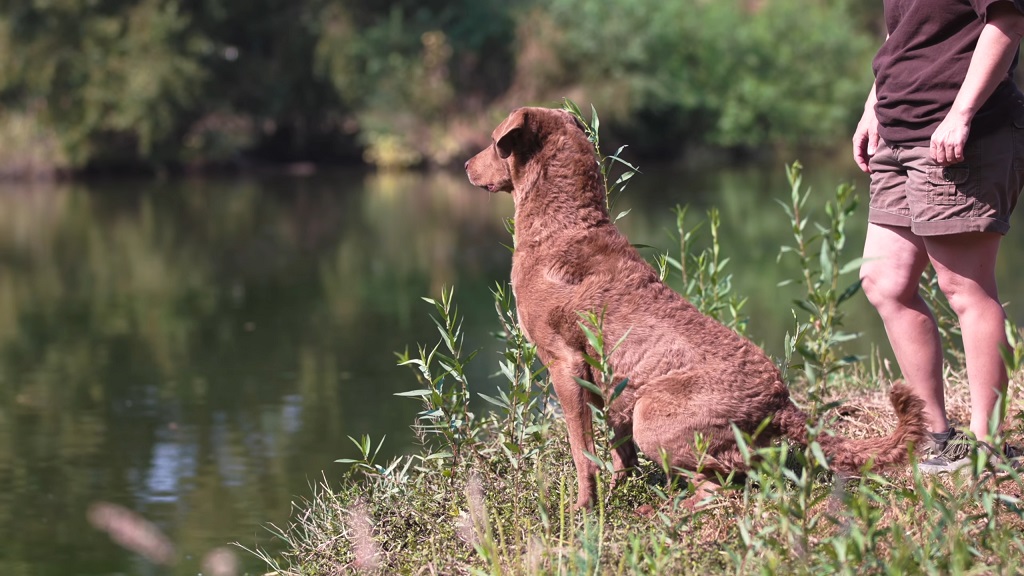 Chesapeake Bay Retriever