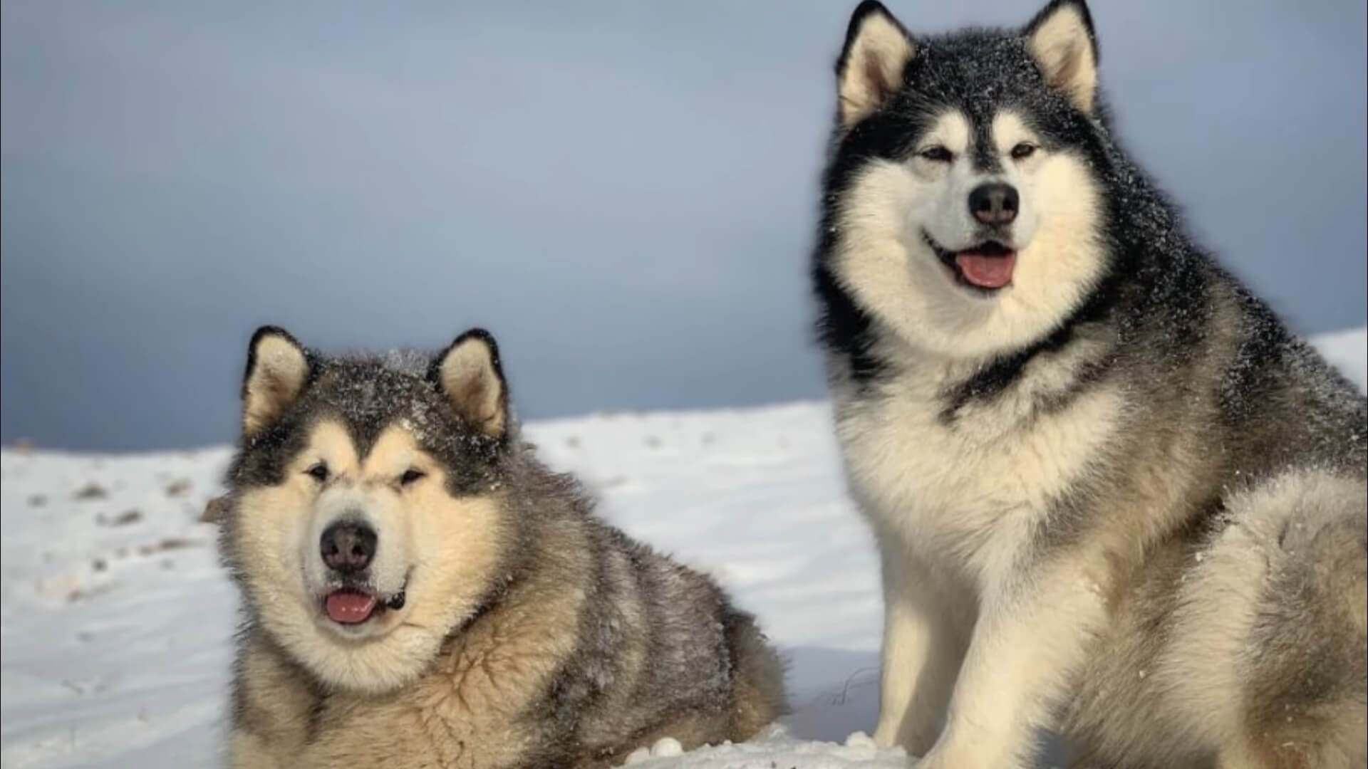 Two Alaskan Malamutes are lying in the snow