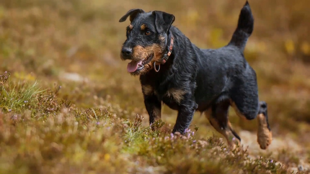 A hunting dog in action