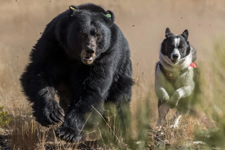 Best Bear Hunting Dogs