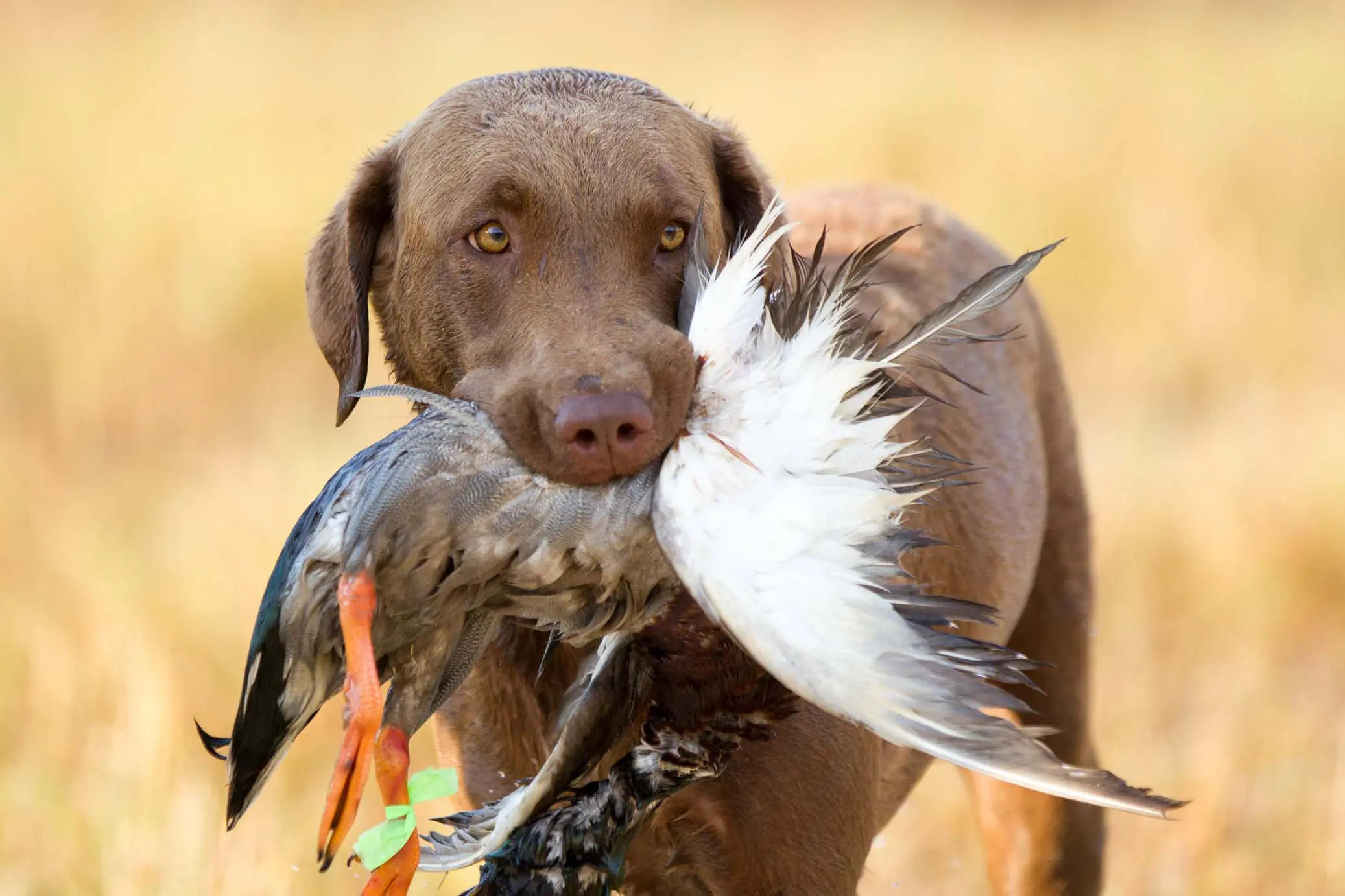 Best Duck Hunting Dogs