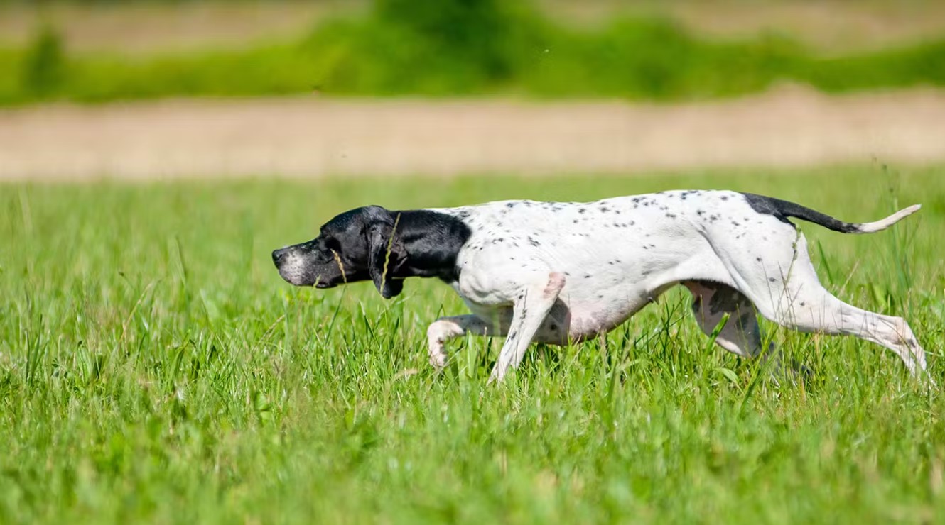 Bird Hunting Dogs