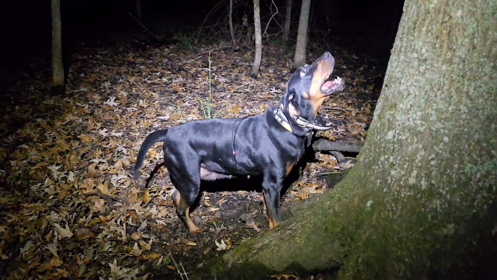 A Black and Tan Coonhound is barking at a tree because of prey during a nighttime hunt