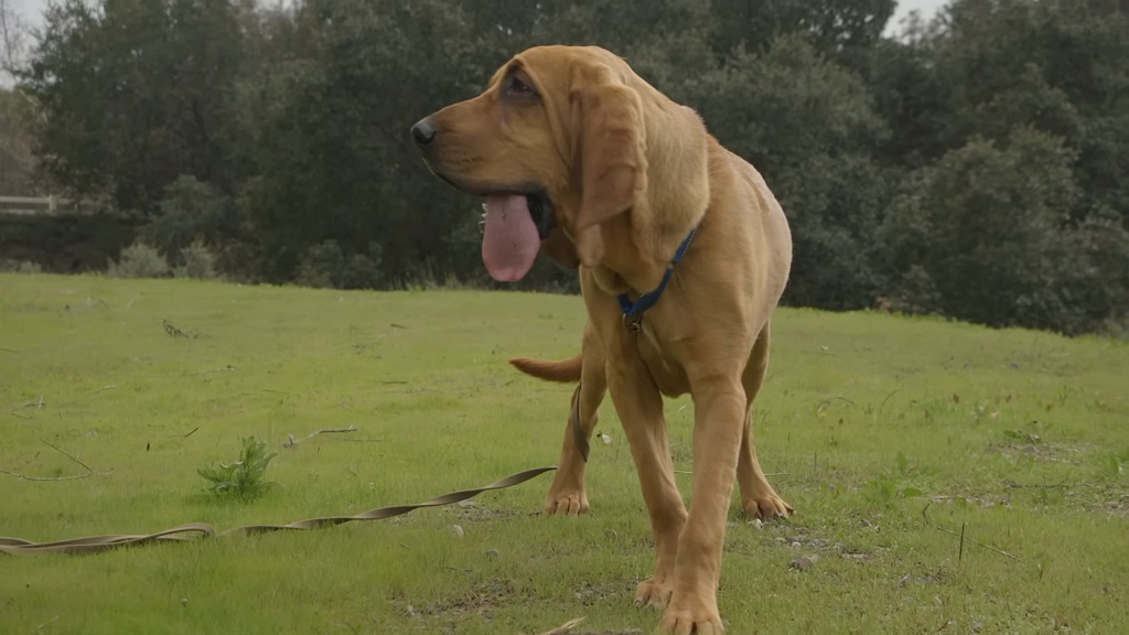 A Bloodhound is walking around the yard