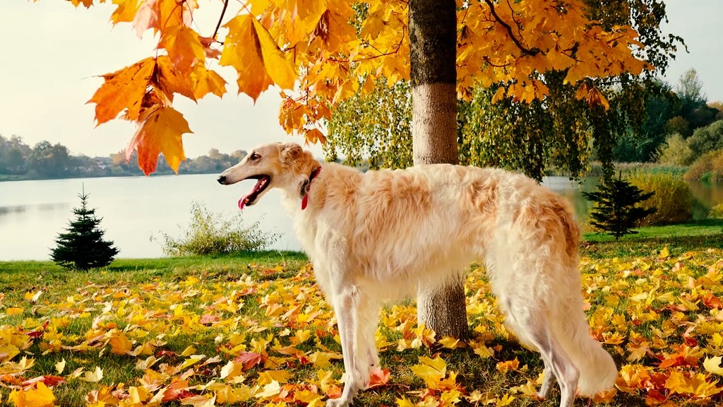 A Borzoi dog in nature