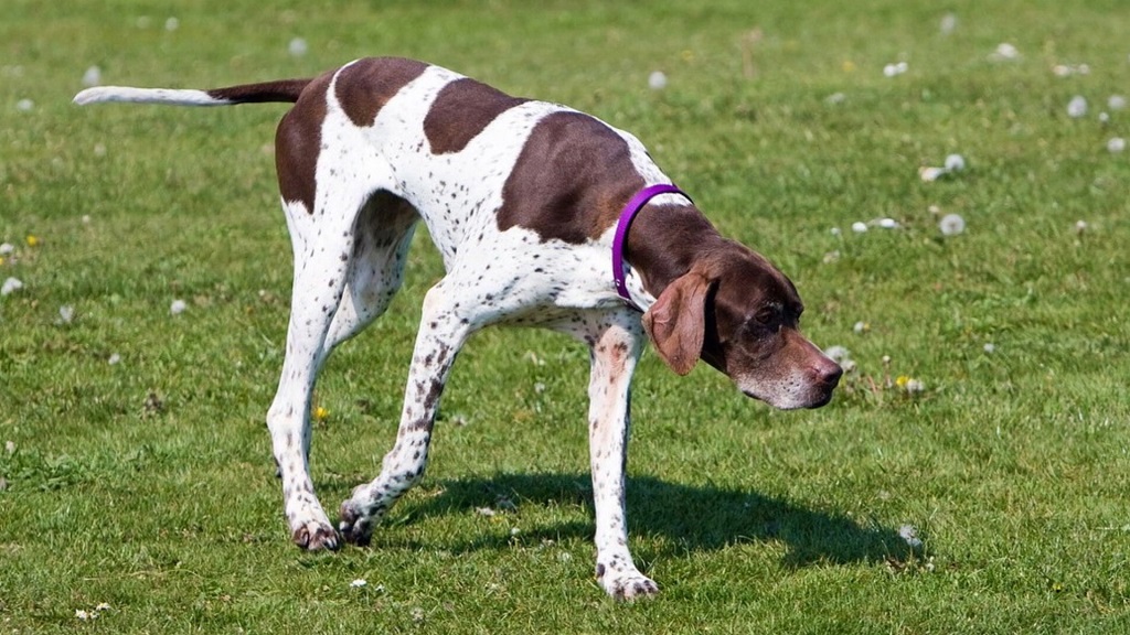 English Pointer