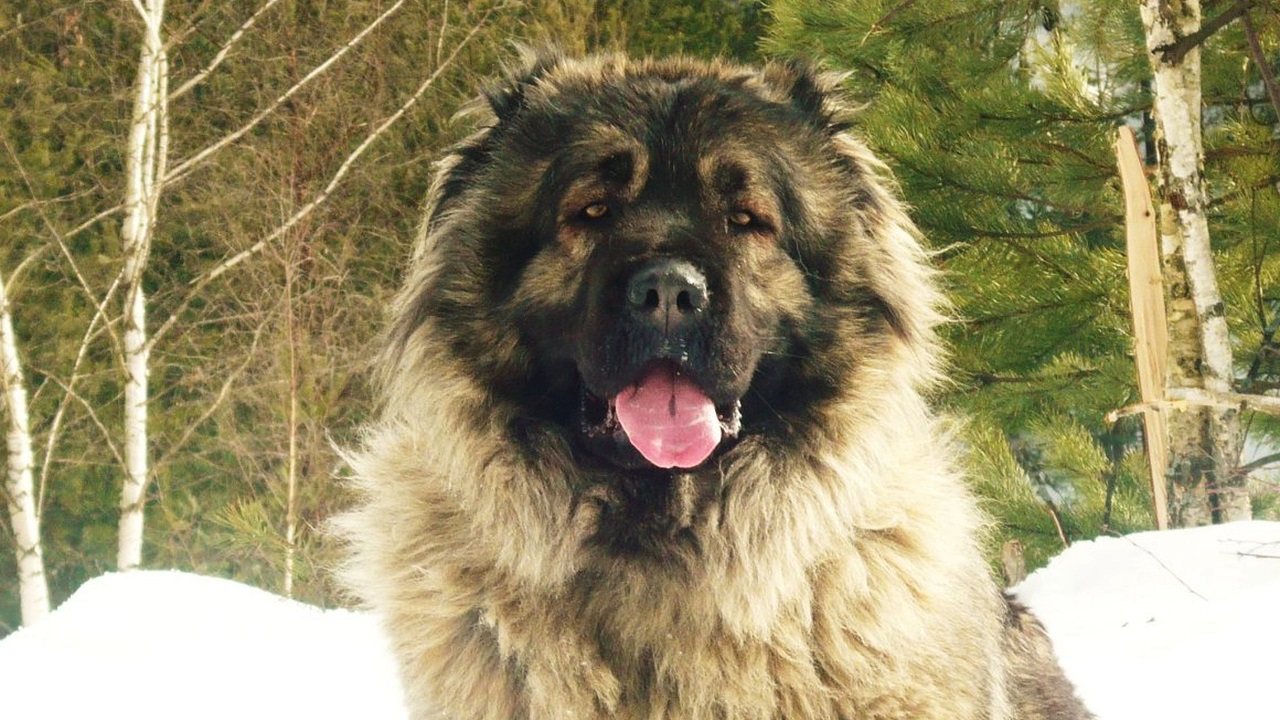 The head of a Caucasian Shepherd Dog during winter