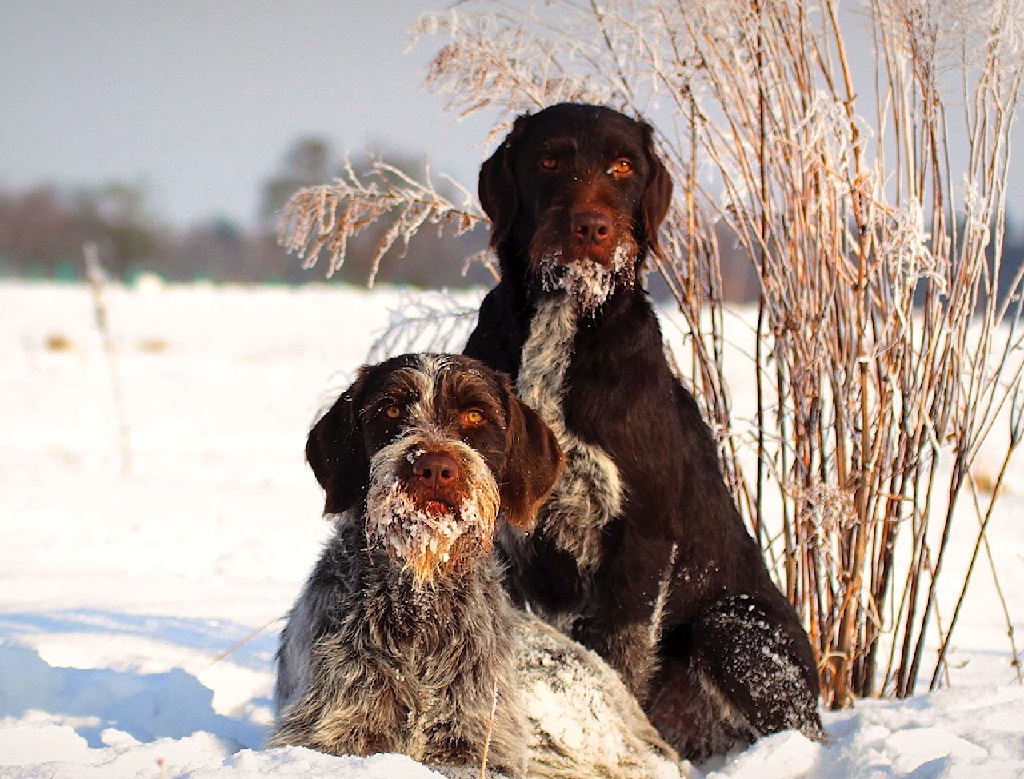 Two Cesky Fousek dogs sitting in the snow during a hunt