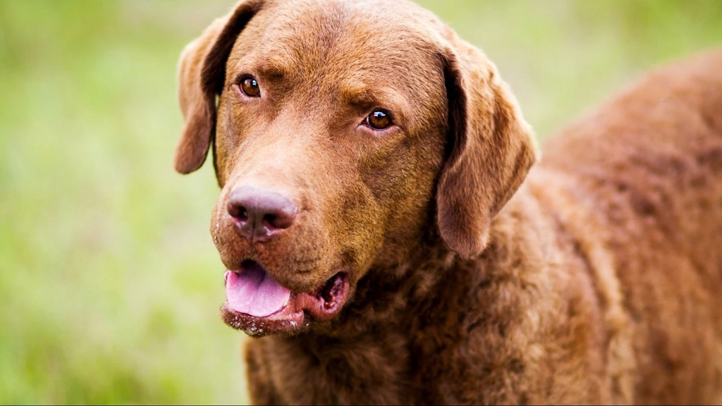 Chesapeake Bay Retriever in duck hunting