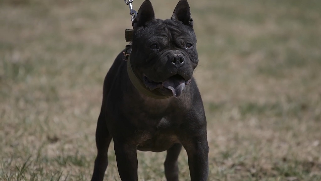 A Chongqing Dog is posing at a competition