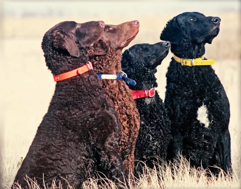 The Curly-Coated Retriever