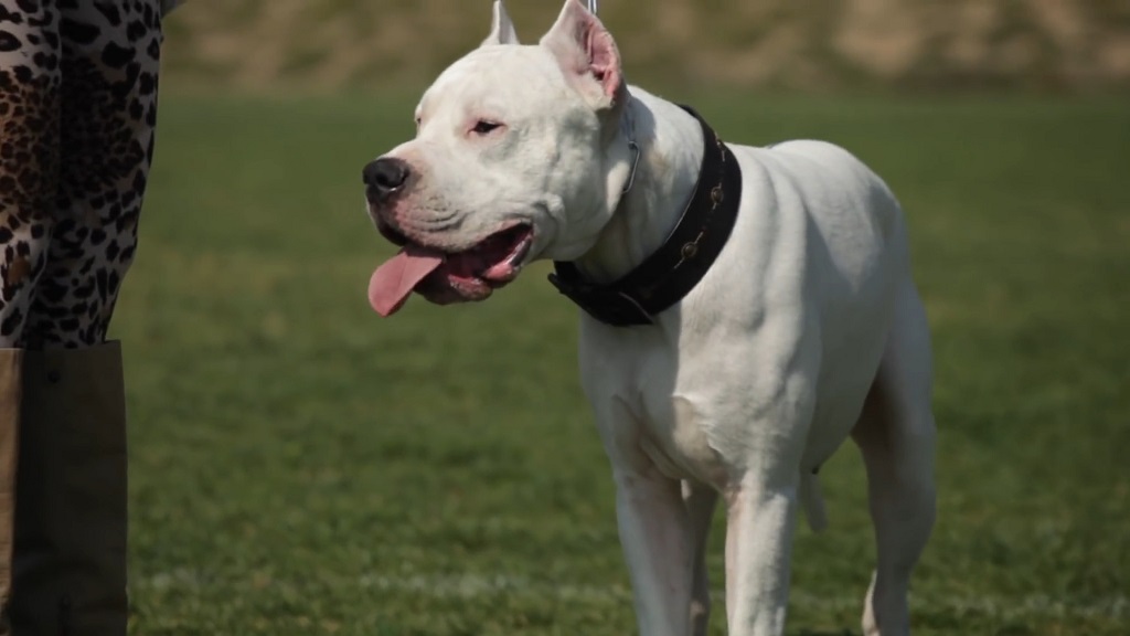 A Dogo Argentino is walking on the grass