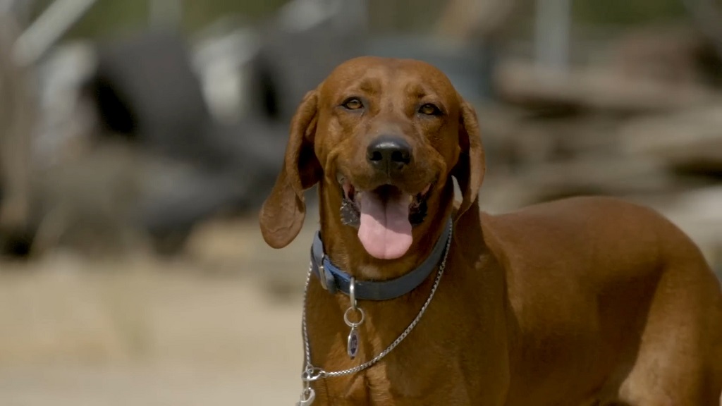 English Coonhound dog