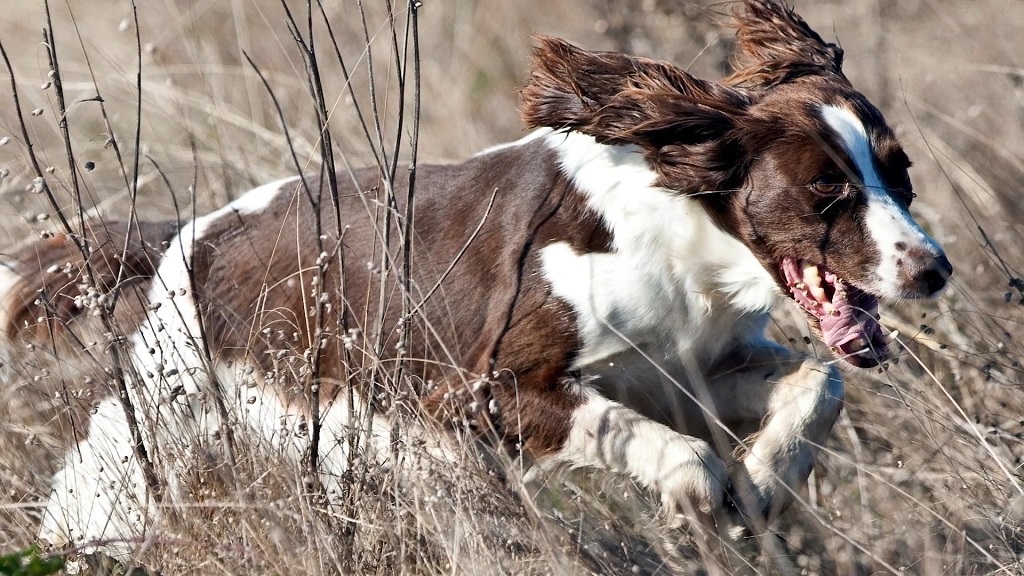 English Springer Spaniel in duck hunting