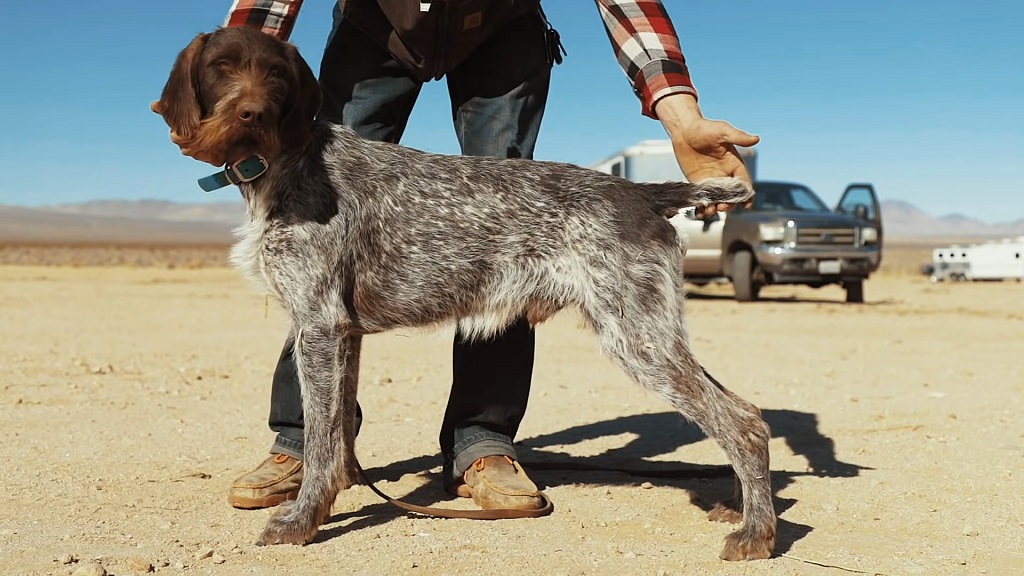 A German Wirehaired Pointer in a show pose