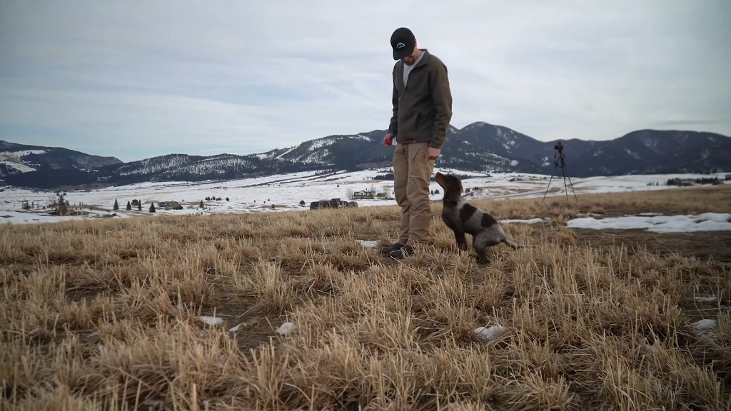 Training a young Blue Picardy Spaniel