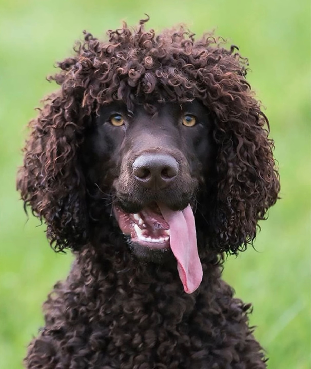 Breed with a curly, waterproof coat