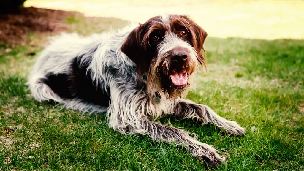 Italian Spinone breed for duck hunting