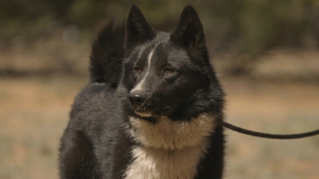 A Karelian Bear Dog on a leash at a competition