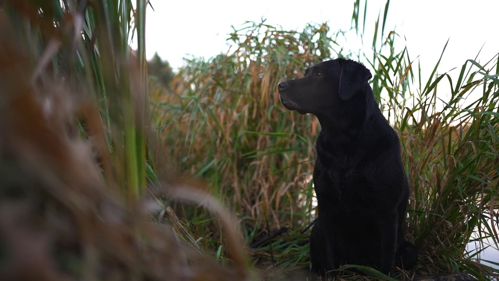 Labrador Retriever in duck hunting