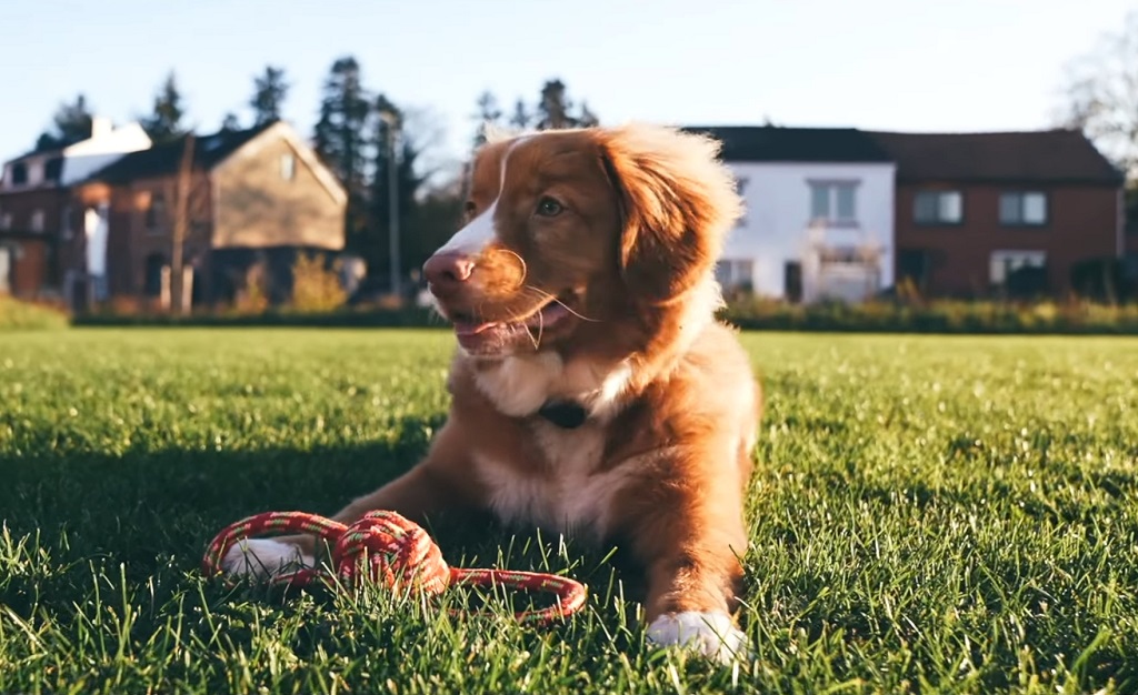 Nova Scotia Duck Tolling Retriever playing in a park