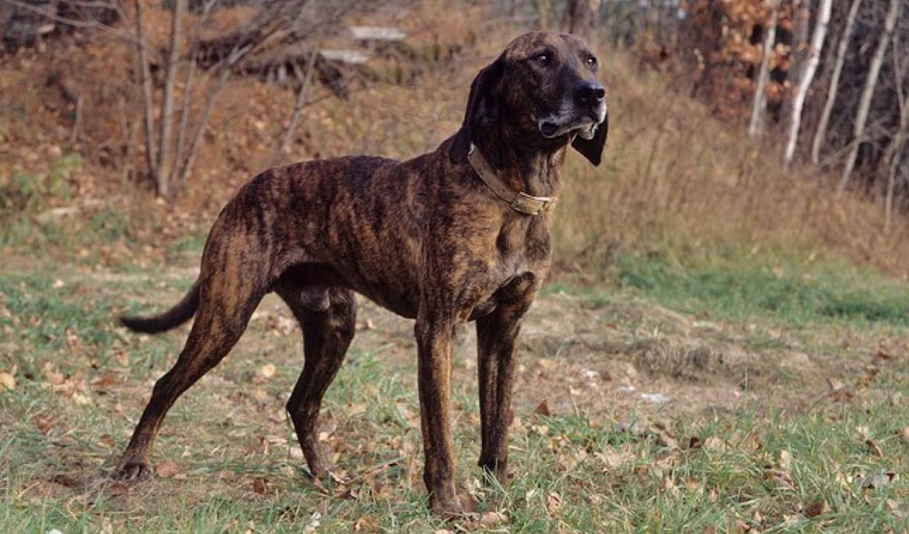 A Plott Hound hunting in the forest