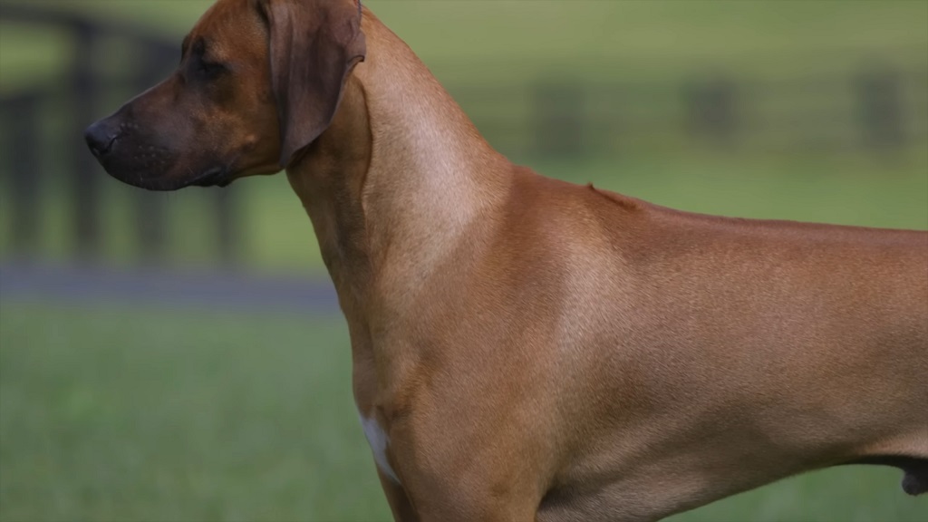 Rhodesian Ridgeback