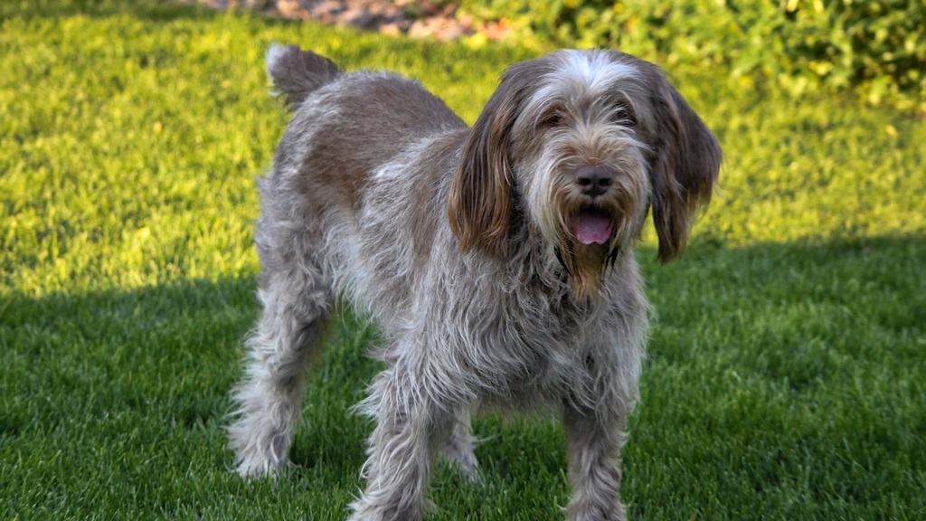 Spinone Italiano bird hunting dog breed