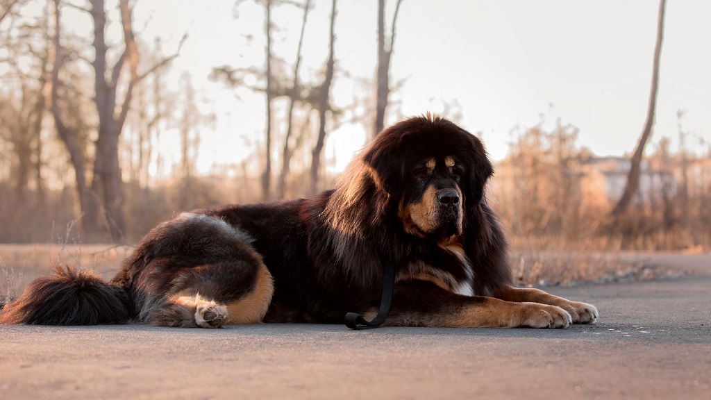 A black Tibetan Mastiff is sitting on the concrete