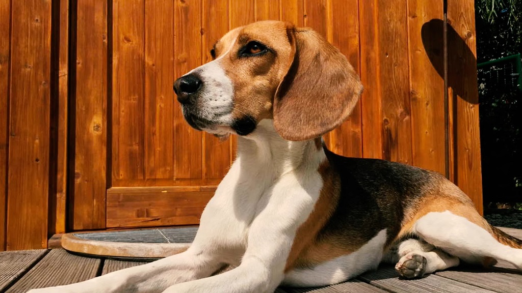 A Treeing Walker is sitting in front of the house on the porch