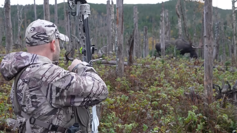 A Person in Camouflage Gear Preparing to Take a Shot with A Bow While Observing a Moose in The Background