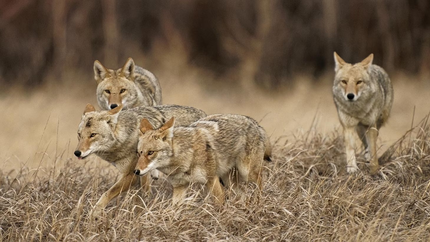 Are Coyotes Lone Hunters or Do They Operate in Packs