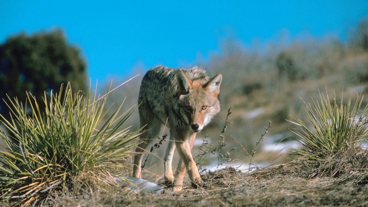 The coyote sneaks while hunting