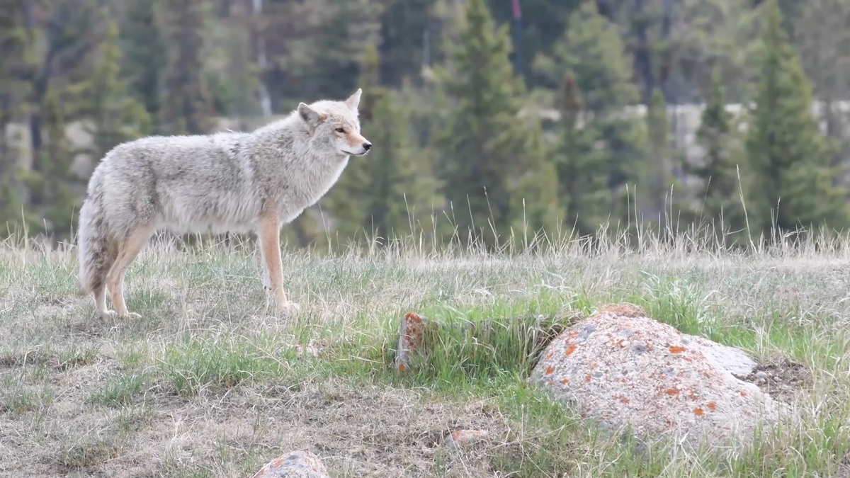 A coyote stands on a hill and looks into the distance