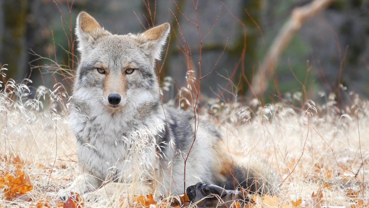 The coyote lies in the dried grass