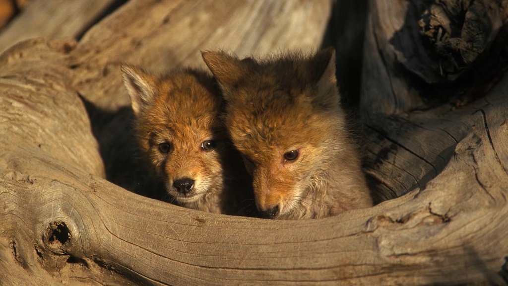 Coyote pups peek out of their den