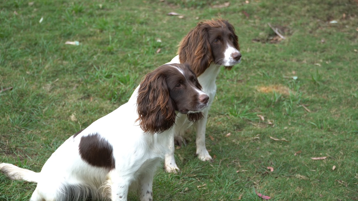 Bird dogs English Springer Spaniel