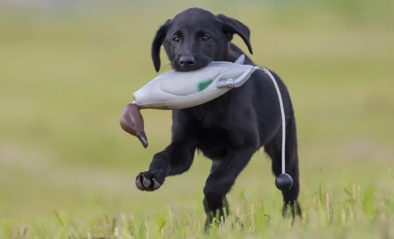 Bird Hunting Dog Training Guide